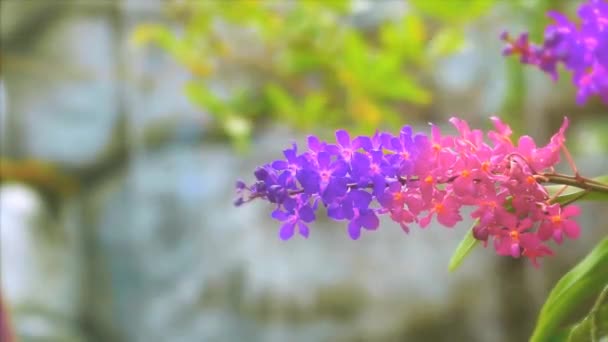紫色のマゼンタ色の蘭の花を咲かせ黄色の緑の葉と青の滝の背景をぼかす — ストック動画