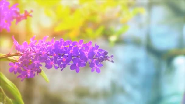 夏に紫の蘭の花と黄色の緑の葉と青の滝の背景をぼかす — ストック動画