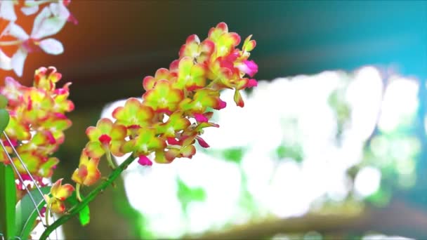 黄色の蘭の花と緑の葉と青の背景をぼかす — ストック動画