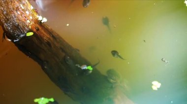 Büyük kavanozdaki kurbağa yavruları, suyun altında yüzüyorlar.