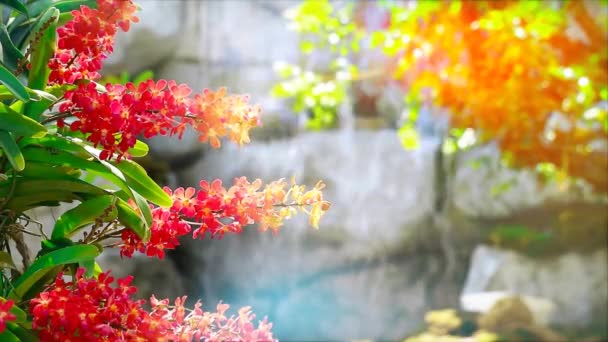 ハニーレッドトーン蘭の花が咲き黄色の緑の葉と夏のぼかしの滝の背景 — ストック動画