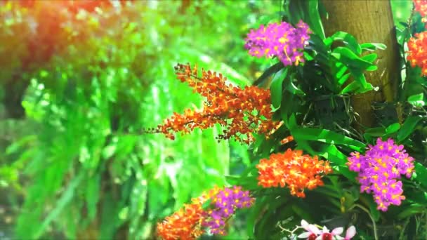 Červená fialová orchidej květ a rozmazat zelené listy pozadí — Stock video