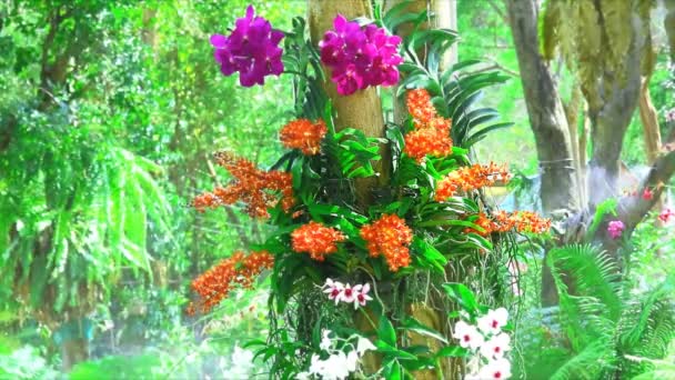 Flor de orquídea blanca violeta roja floreciendo y difuminando el fondo de las hojas verdes — Vídeos de Stock