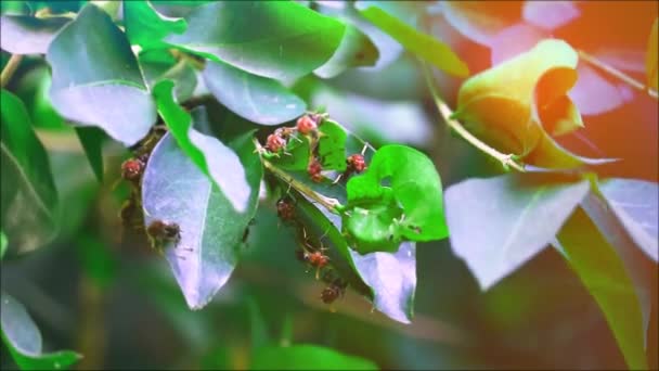 Las avispas estaban construyendo sus nidos en las ramas en el jardín y la luz del sol en la tarde — Vídeos de Stock