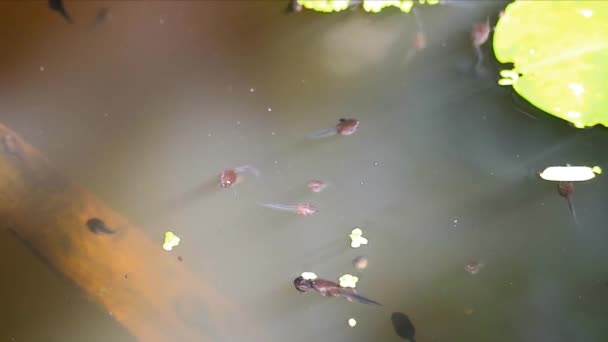 大罐子里的蝌蚪在水里游来游去，寻找食物。那是家族企业 — 图库视频影像