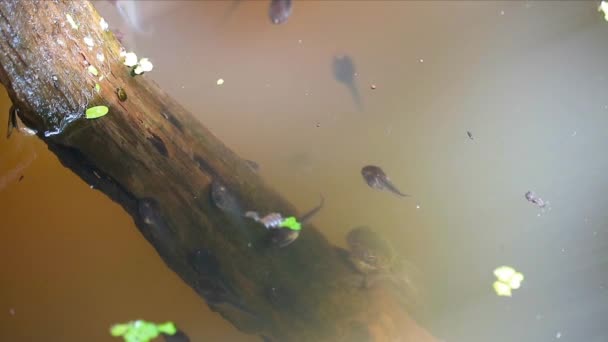 Têtards dans un grand bocal nagent sous l'eau et à la recherche de nourriture. C'est une industrie domestique. — Video