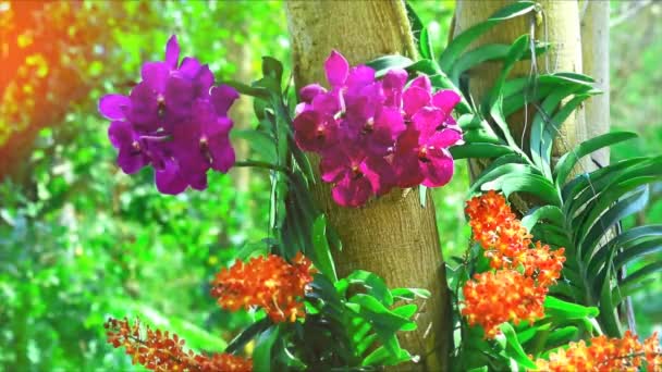 Κόκκινο βιολετί ορχιδέα λουλούδι άνθηση και θαμπάδα πράσινο φύλλα φόντο το πρωί — Αρχείο Βίντεο