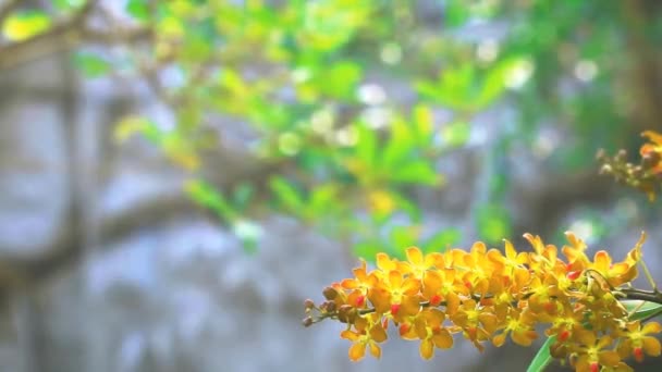 ハニーゴールド蘭の花と黄色の緑の葉とぼかしの滝の背景 — ストック動画