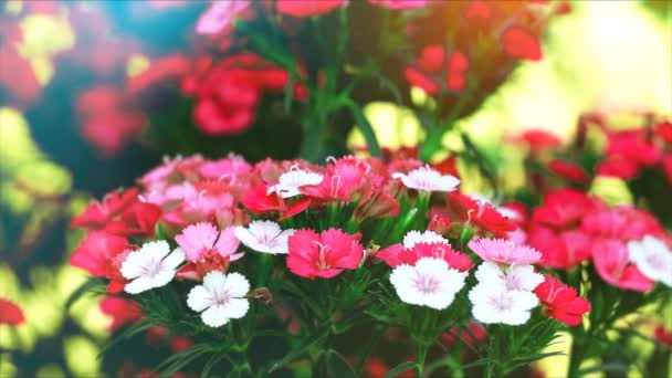 Dianthus barbatus rot weiße Blume blüht und verwischt grünen Blättern Hintergrund — Stockvideo