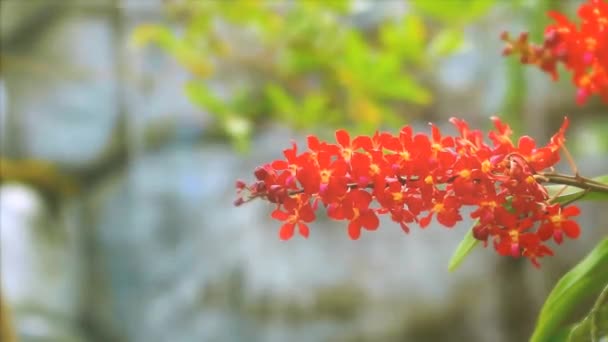 赤い蘭の花と黄色の緑の葉と青の滝の背景をぼかす — ストック動画