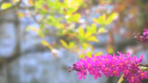 Ματζέντα ορχιδέα λουλούδι ανθίζει και κίτρινα πράσινα φύλλα και φόντο καταρράκτη θολούρα — Αρχείο Βίντεο