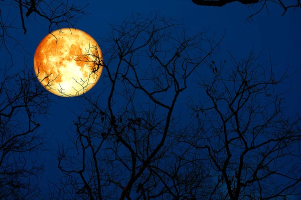 Luna Llena Sangre Árbol Silueta Cielo Nocturno Elementos Esta Imagen — Foto de Stock