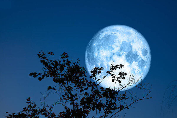 Full egg blue Moon and silhouette top dry tree in the field and night sky, Elements of this image furnished by NASA
