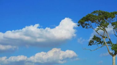 Saf mavi gökyüzü beyaz bulut yüksek ağaç zamanına doğru hareket ediyor
