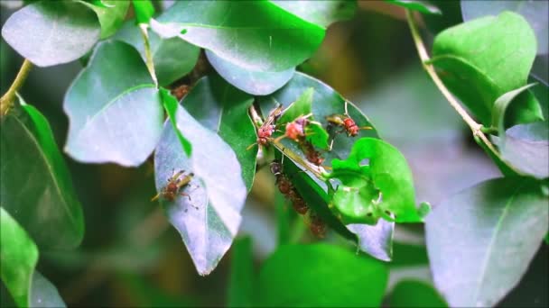 말벌들은 여름에 정원의 나뭇가지에 둥지를 틀고 있었습니다. — 비디오