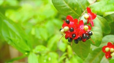 Mickey mouse bitkisi, Mickey mouse çiçeği tomurcuğu ya da ochna serrulata ya da karnaval ochna, bahçede kuş gözü çalı