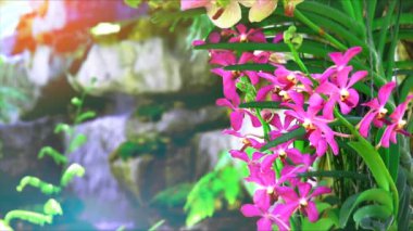 Pembe orkide çiçeği açan yeşil yapraklar ve bulanık mavi şelale arka planı