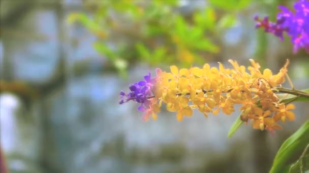 Fioletowy storczyk kwiat kwitnący zmiana na żółty kolor zielone liście i rozmycie niebieski wodospad tło — Wideo stockowe