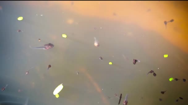 Renacuajos en el frasco grande, nadan bajo el agua y algunos renacuajos nadan hacia arriba y respiran en la superficie del agua — Vídeos de Stock