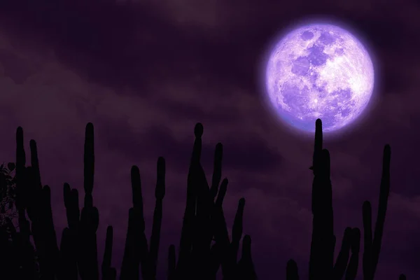 Volle Ernte Purpurmond Und Silhouette Kaktusbaum Der Wüste Nachthimmel Elemente — Stockfoto