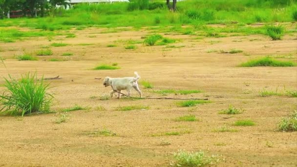 Vecchio cane e con gli occhi sfocati perso con il proprietario ed è stato trovato in un luogo desolato — Video Stock