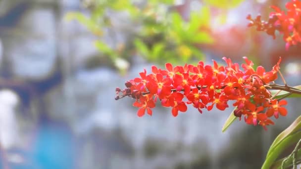 Flor de orquídea naranja roja floreciendo y hojas verdes amarillas y fondo de cascada azul borroso — Vídeo de stock