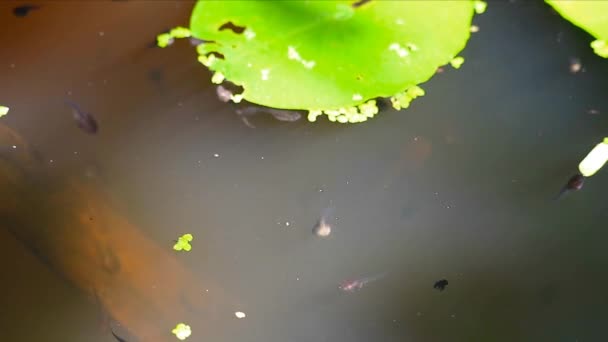 Οι γυρίνοι στο μεγάλο βάζο, κολυμπούν κάτω από το νερό και μερικοί γυρίνοι κολυμπούν και αναπνέουν στην επιφάνεια του νερού. — Αρχείο Βίντεο