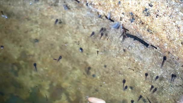 Renacuajos en el frasco grande, nadan bajo el agua y algunos renacuajos nadan hacia arriba y respiran en la superficie del agua — Vídeos de Stock