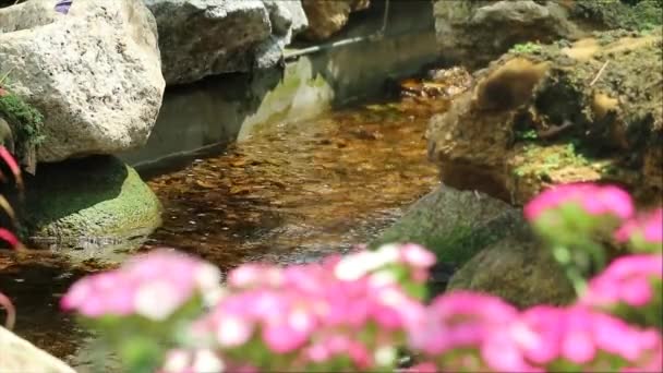 Water from brook and moss on the stone and blur pink flower foreground — Wideo stockowe