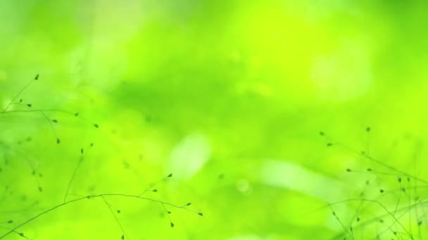 Borrosa pequeña flor verde de hierba en el jardín revoloteando en el viento en el verano — Vídeo de stock
