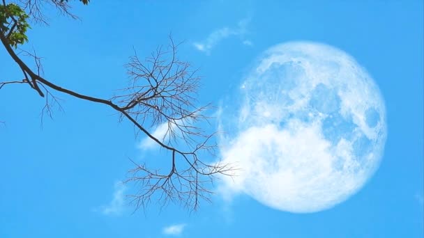 Pełnia księżyca z powrotem suche gałęzie kołyszą się na wietrze. i cienka biała chmura poruszała się przez błękitne niebo — Wideo stockowe