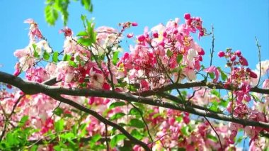 Java Cassia veya Pembe Duş veya Elma Çiçeği Ağacı veya Gökkuşağı Duş Ağacı Yazın tam çiçeklenir