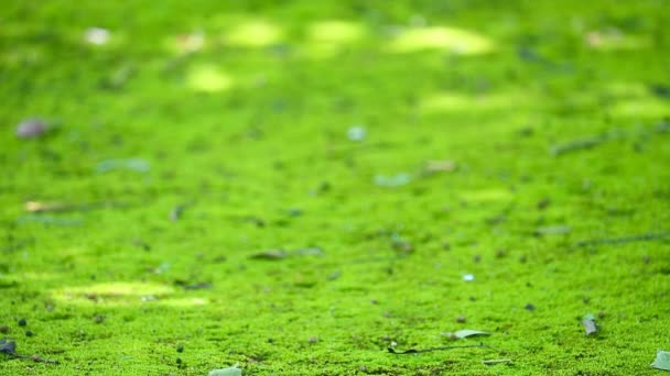 緑の葉が落ちる公園の土の上の緑の苔の質感 — ストック動画