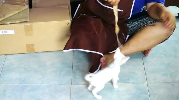快乐的白色流浪猫被收养了，快乐地扮演顽皮的小猫咪 — 图库视频影像