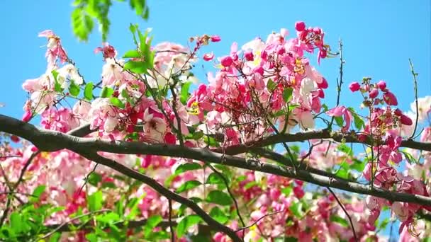 Java Cassia或Pink shower或Apple Blossom Tree或Rainbow Shower Tree在夏天盛开 — 图库视频影像