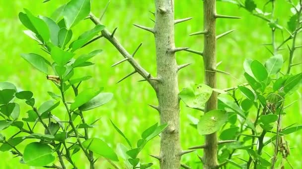 Λεμόνι είναι ένα φυτό που αναπτύσσεται καλά σε σχεδόν οποιοδήποτε έδαφος, αλλά αν θέλετε να αναπτυχθούν και να έχουν καλή ποιότητα θα πρέπει να φυτεύονται σε μια περιοχή που είναι πηλώδες έδαφος, έχουν καλή αποστράγγιση Υπάρχουν πολλά — Αρχείο Βίντεο