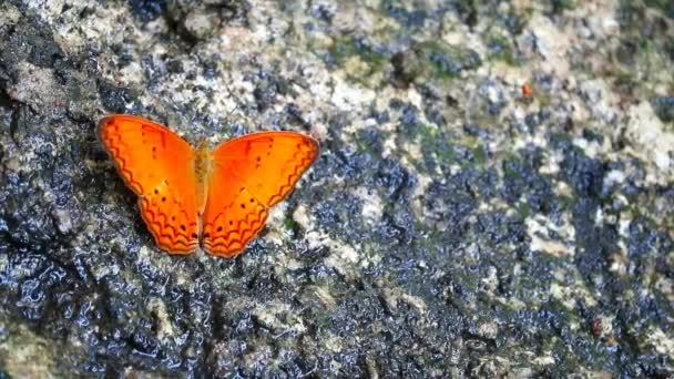 Narancssárga pillangó ült egy sziklán az erdőben nyáron — Stock videók