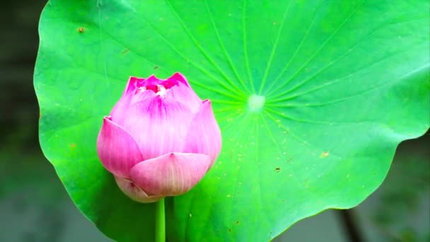 Roze lotus bloeien in het moeras en groene pad achtergrond — Stockvideo