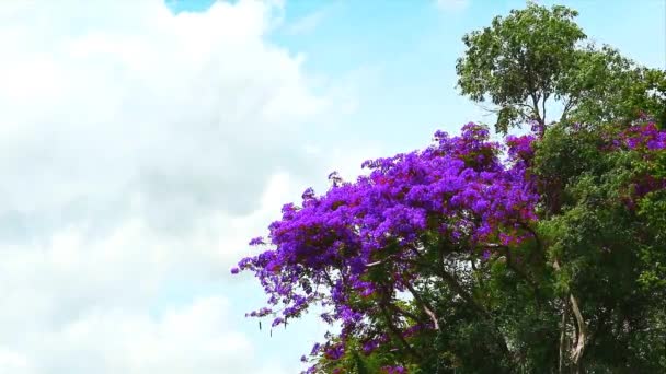 Фіолетова квітка повне цвітіння на вершині парку влітку і блакитне небо білий хмарний фон — стокове відео