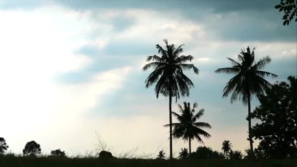 Silueta cocotero palmera y nube oscura en el atardecer — Vídeo de stock