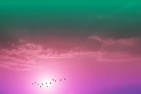 Puesta Sol Noche Nube Pastel Púrpura Cielo Pájaros Silueta Volando — Foto de Stock