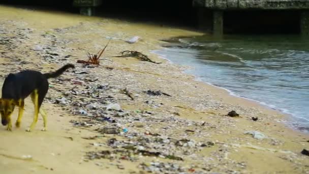 Pan aan zwerfhond proberen om voedsel te eten uit afval en plastic pakket op het strand te vinden — Stockvideo