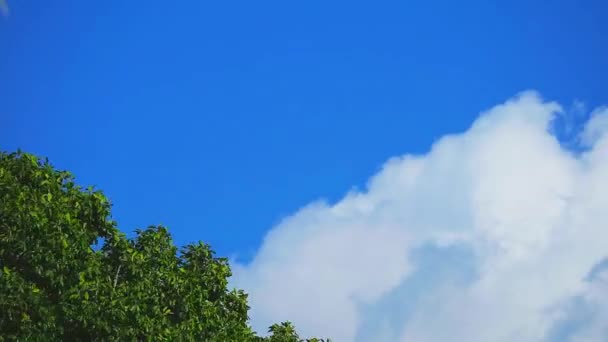 나무 위를 이동하는 맑고 푸른 하늘 흰색 구름 속도 감소 — 비디오