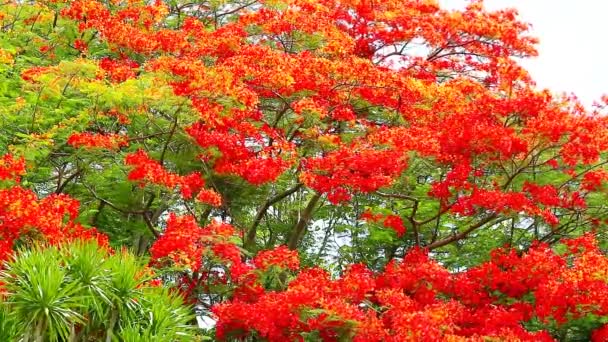 Roter Flammenbaum blüht im Sommer auf dem Dach des Parks — Stockvideo