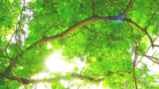 Сонячне світло і промені через вершини гілок дерев і полум'я на гілці дерева — стокове відео