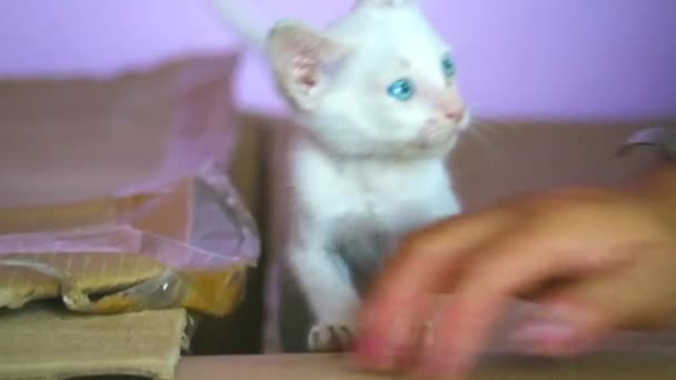 Vita herrelösa kattungar adopterades, lekte stygga glatt — Stockvideo