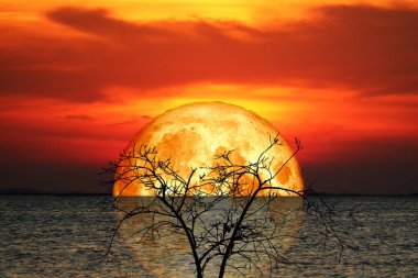 Tam kabuklu, kanlı Ay ve gece gökyüzündeki siluet ağacının yansıması. NASA tarafından desteklenen bu resmin elementleri.
