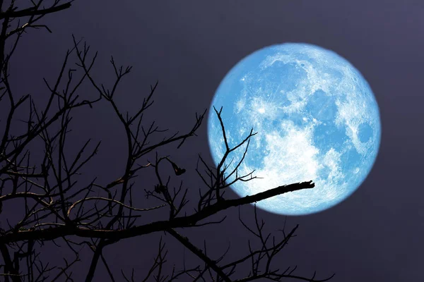 Super Lua Azul Árvore Ramo Silhueta Céu Noturno Elementos Desta — Fotografia de Stock