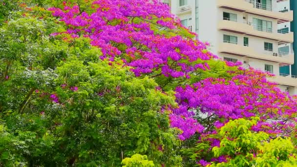 Magenta-Blume blüht oben auf Park im Sommer und Gebäude Hintergrund — Stockvideo