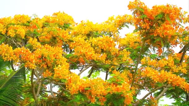 Langzaam panning gele vlam boom vol bloei op top park in de zomer — Stockvideo
